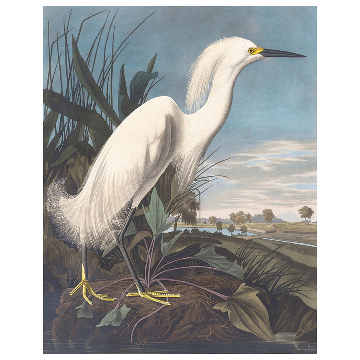 Snowy Heron I