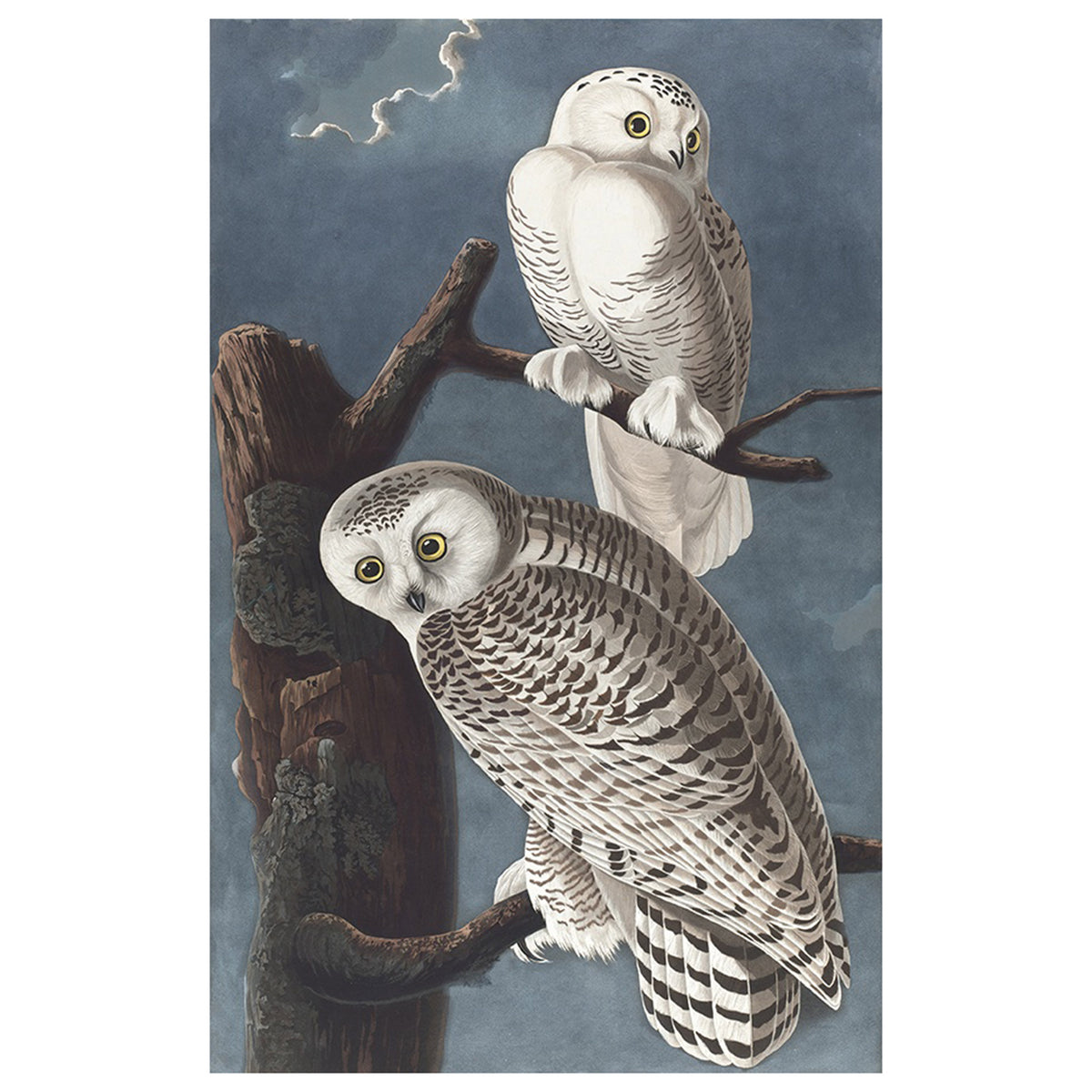 Snowy Owl I