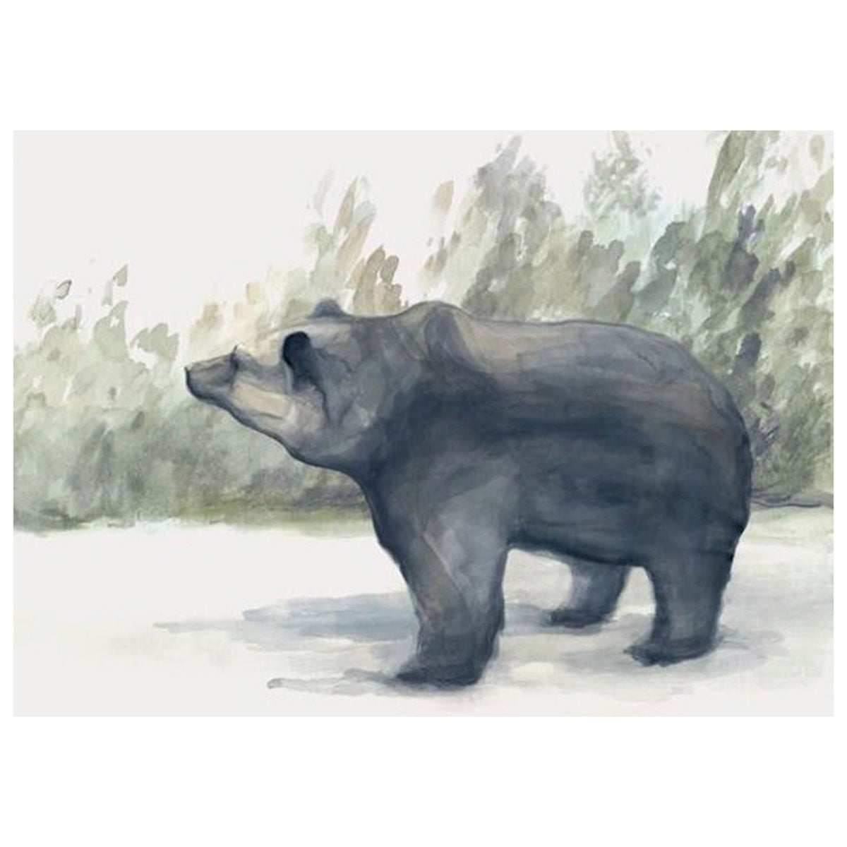 Black Bear Forest II