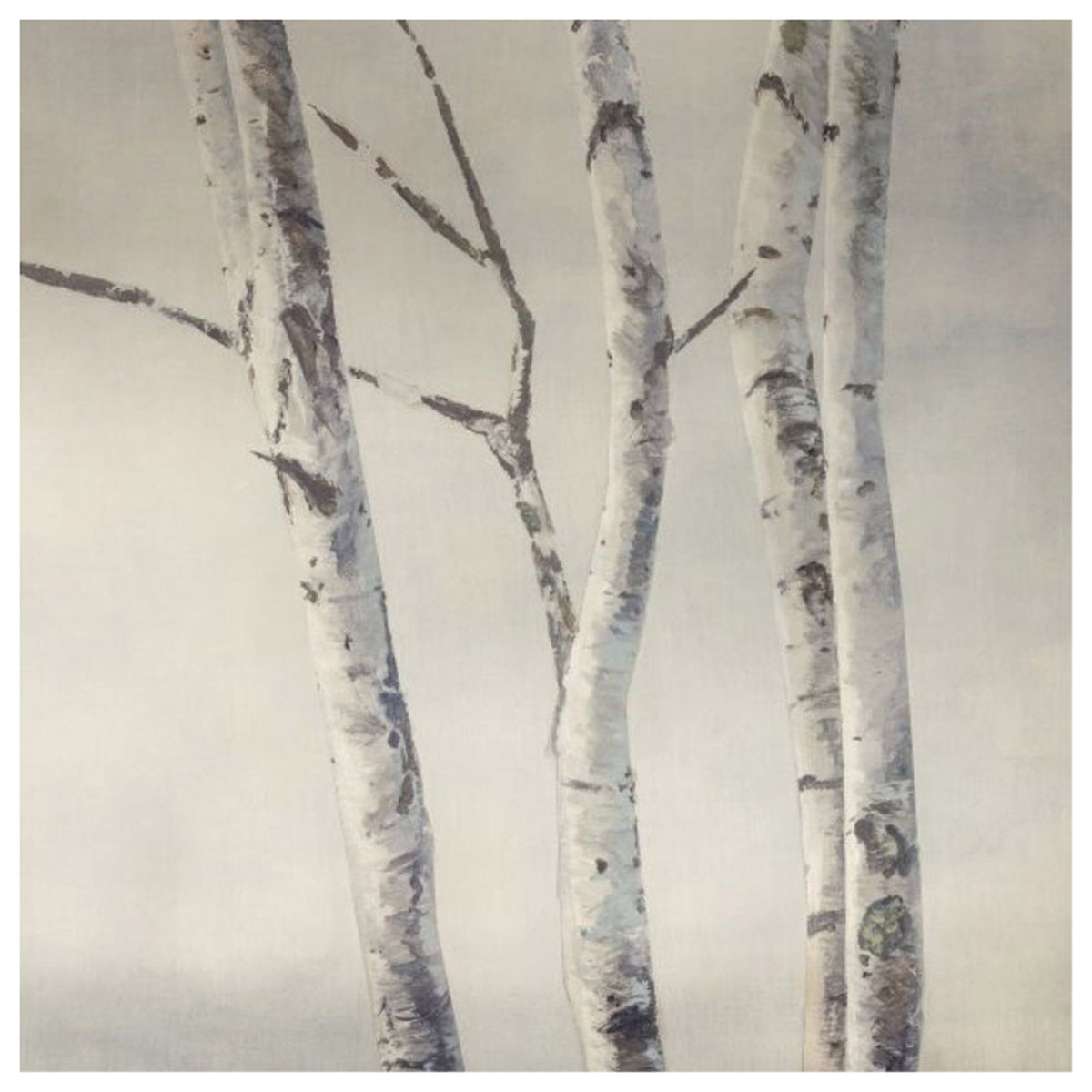 Ecru Birch Trees