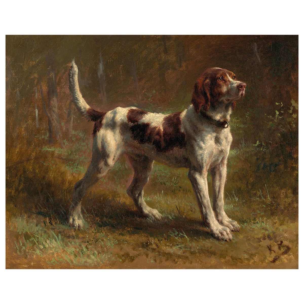 A Limier Briquet Hound