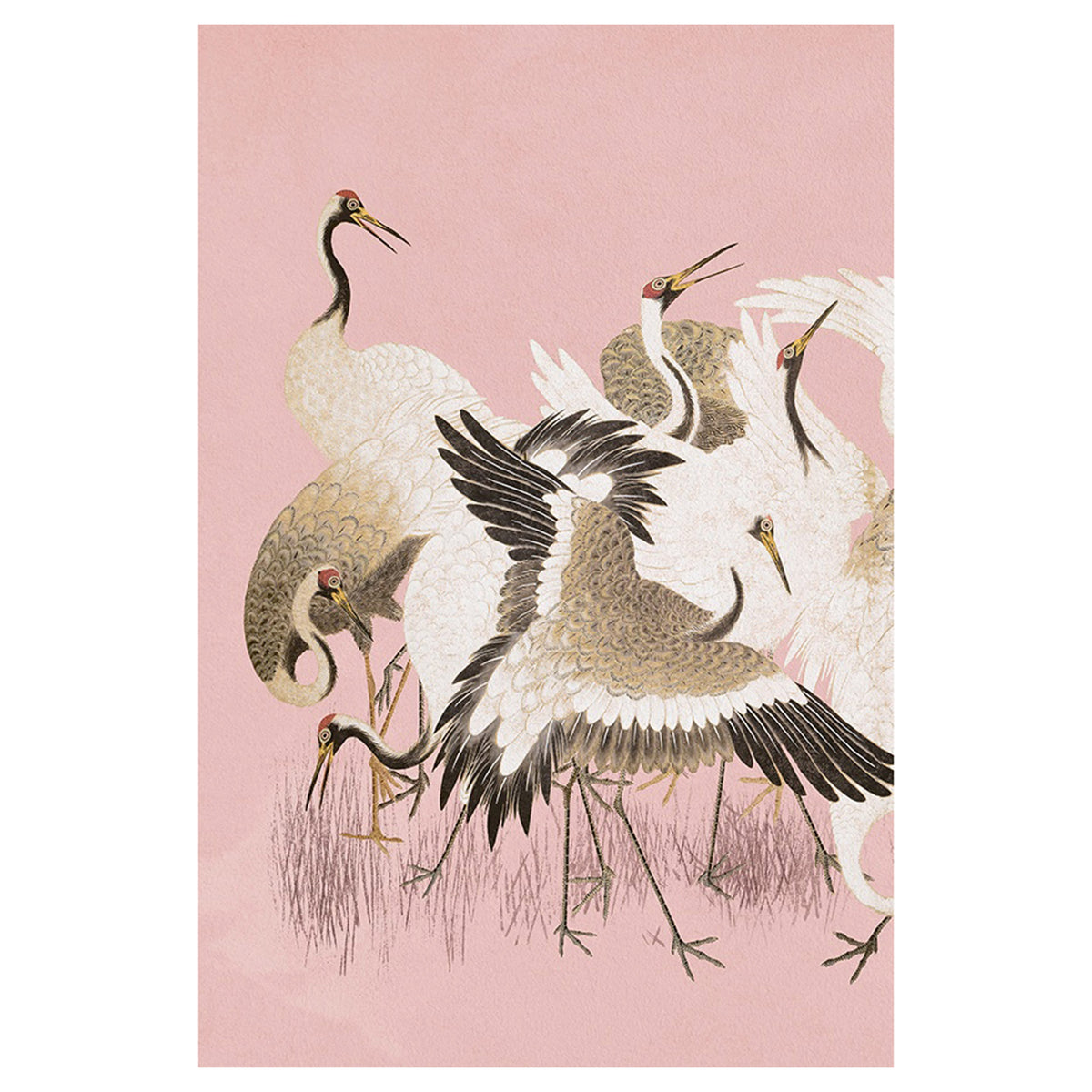 Curious Cranes Plumule