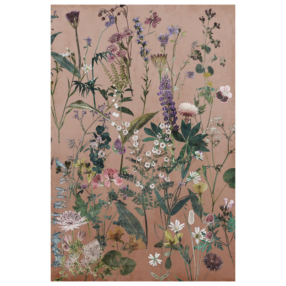 Wild Grace II