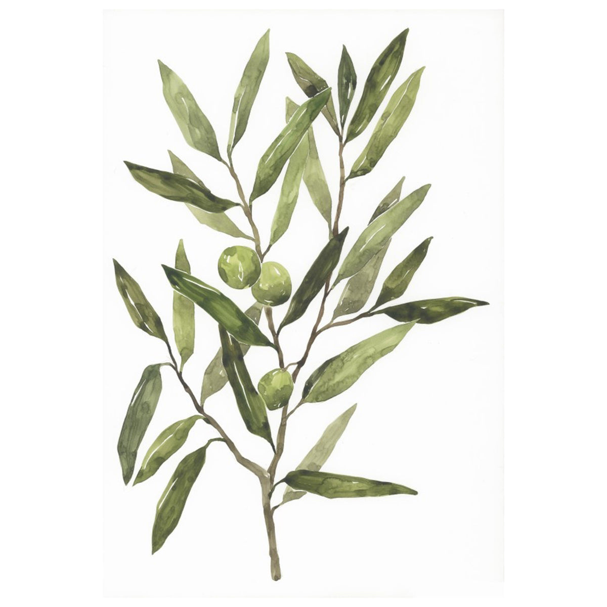 Olive Grove II
