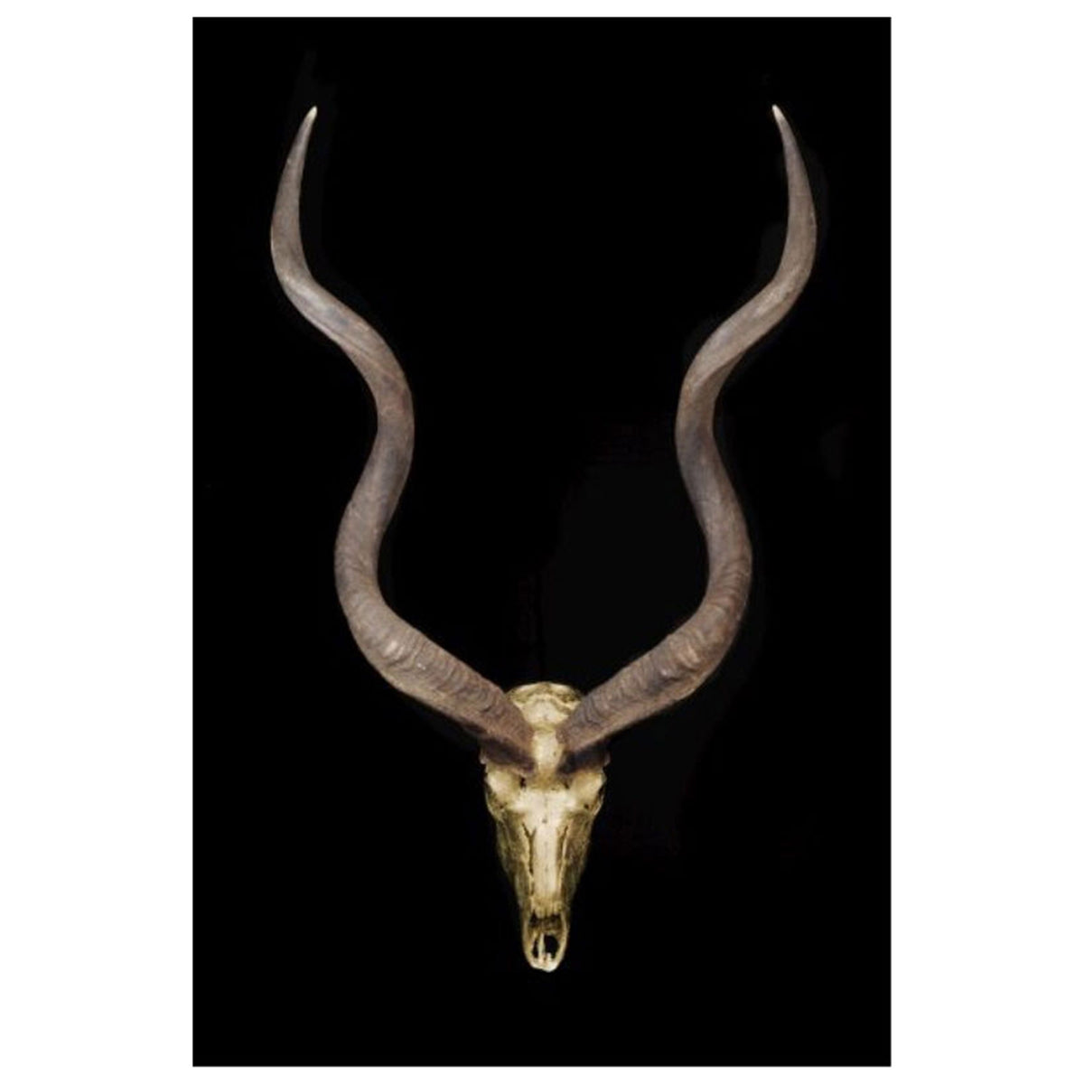 Skull and Bones II