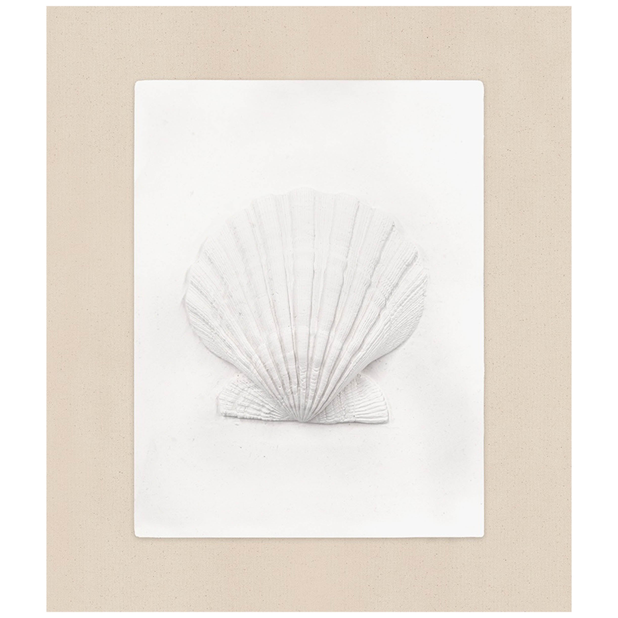 Scallop