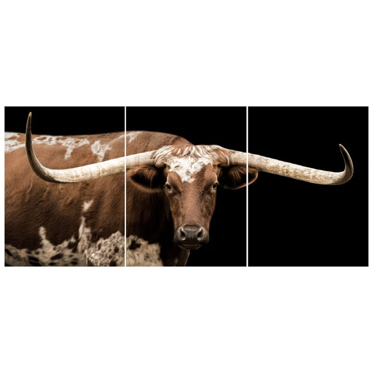 Brown and White Longhorn
