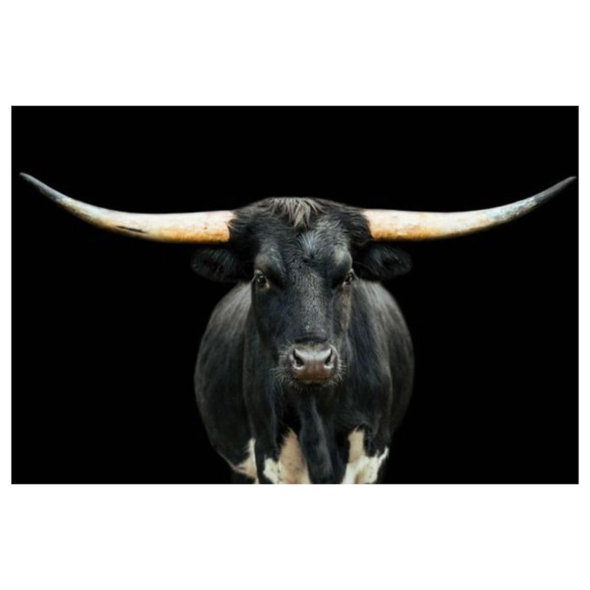 Black and White Longhorn