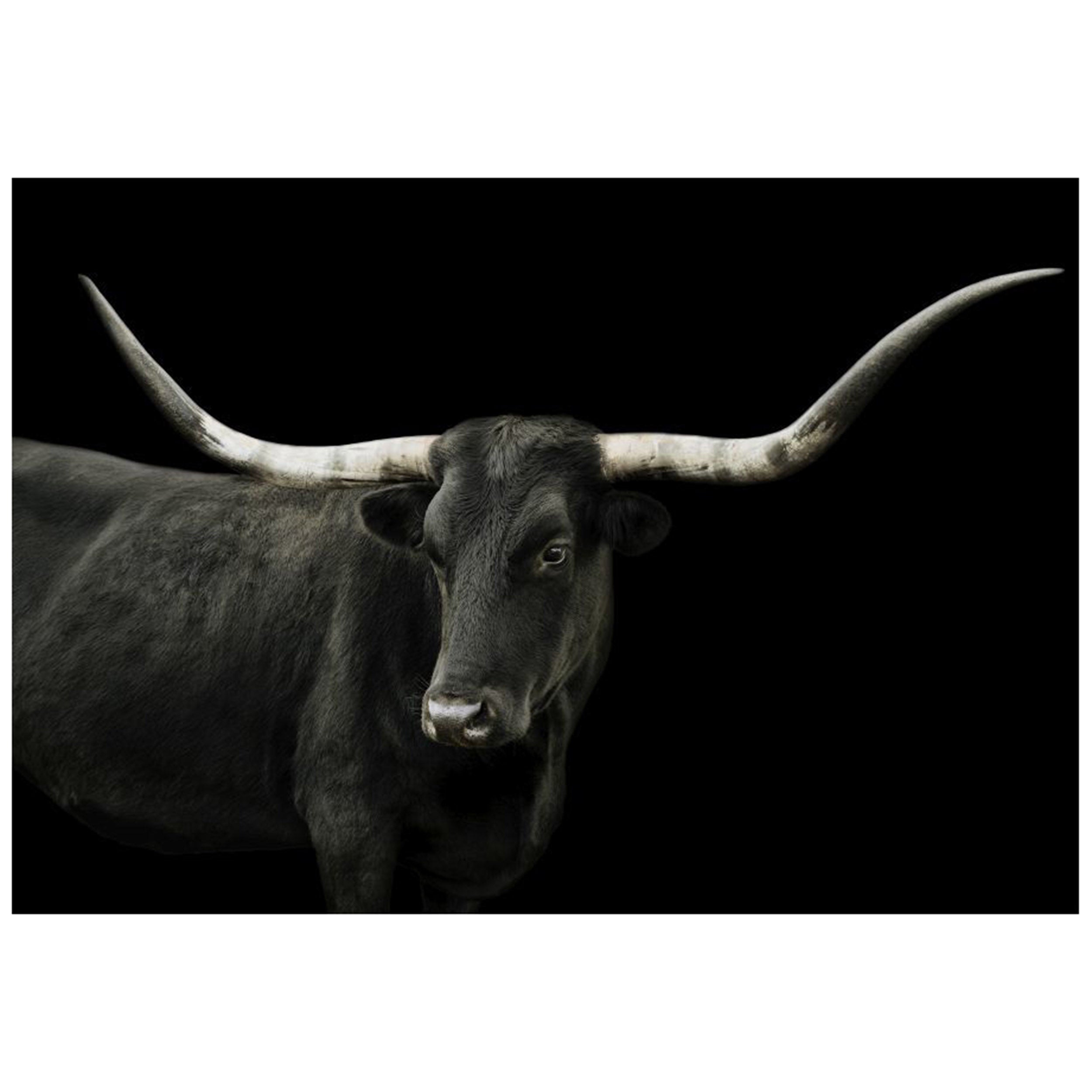Longhorn 4 on White II