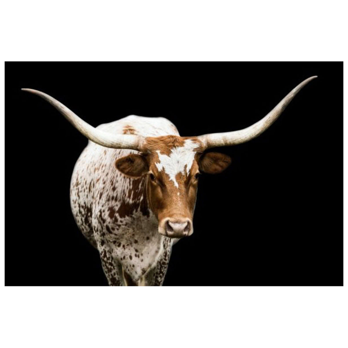 Longhorn 2