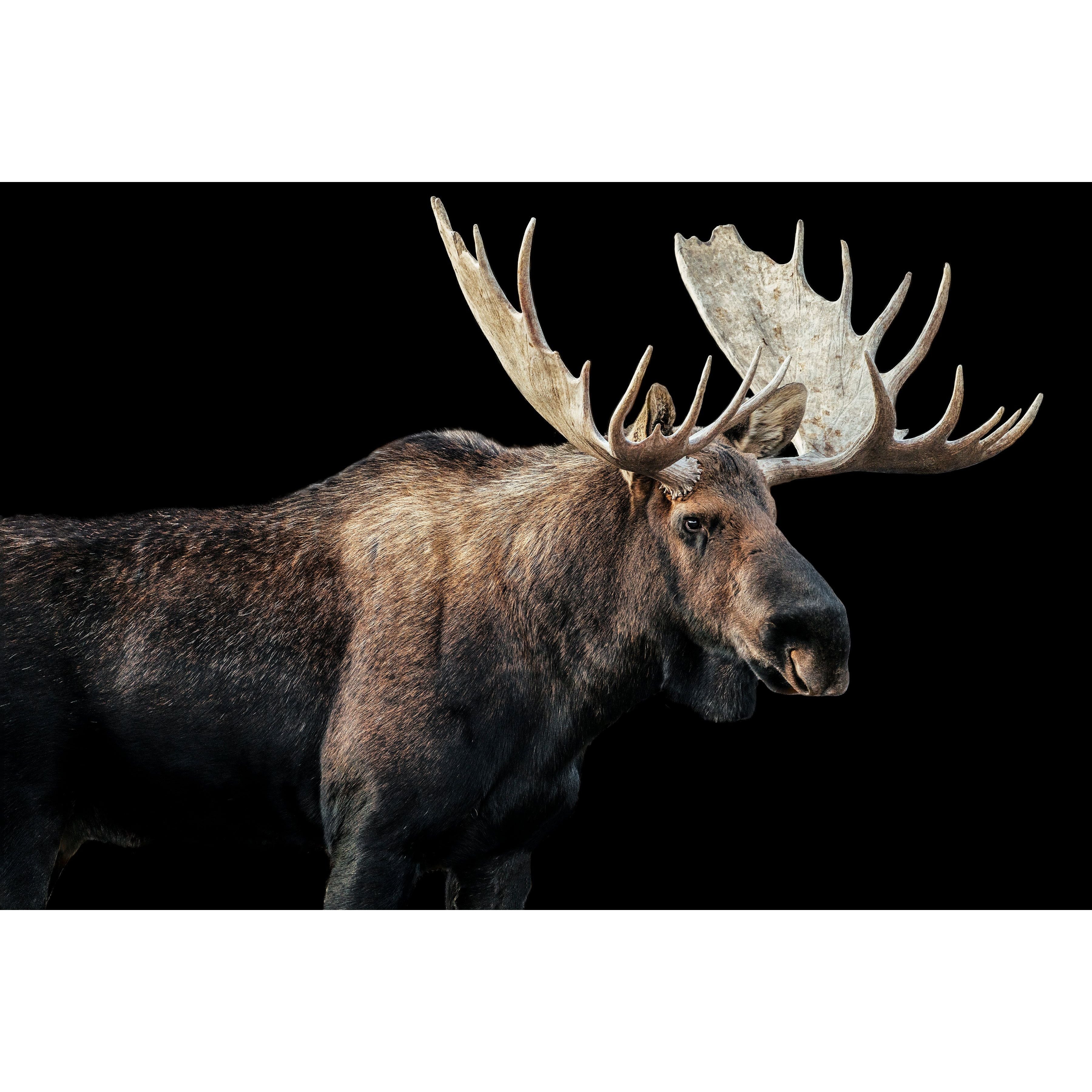 Bull Moose I