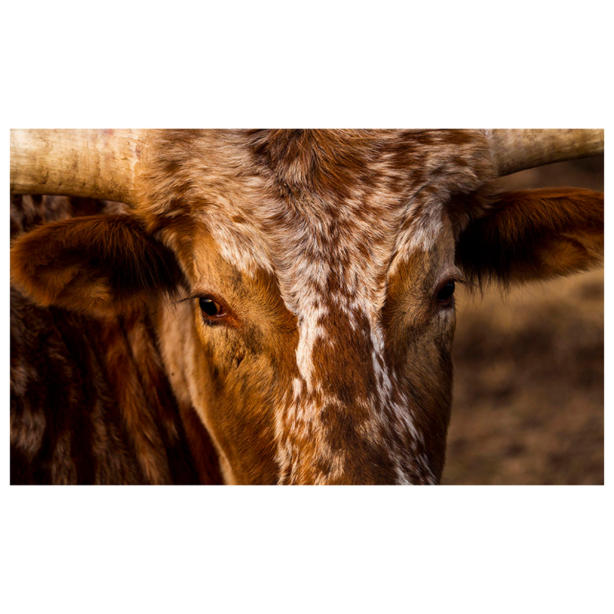 The Longhorn Gaze