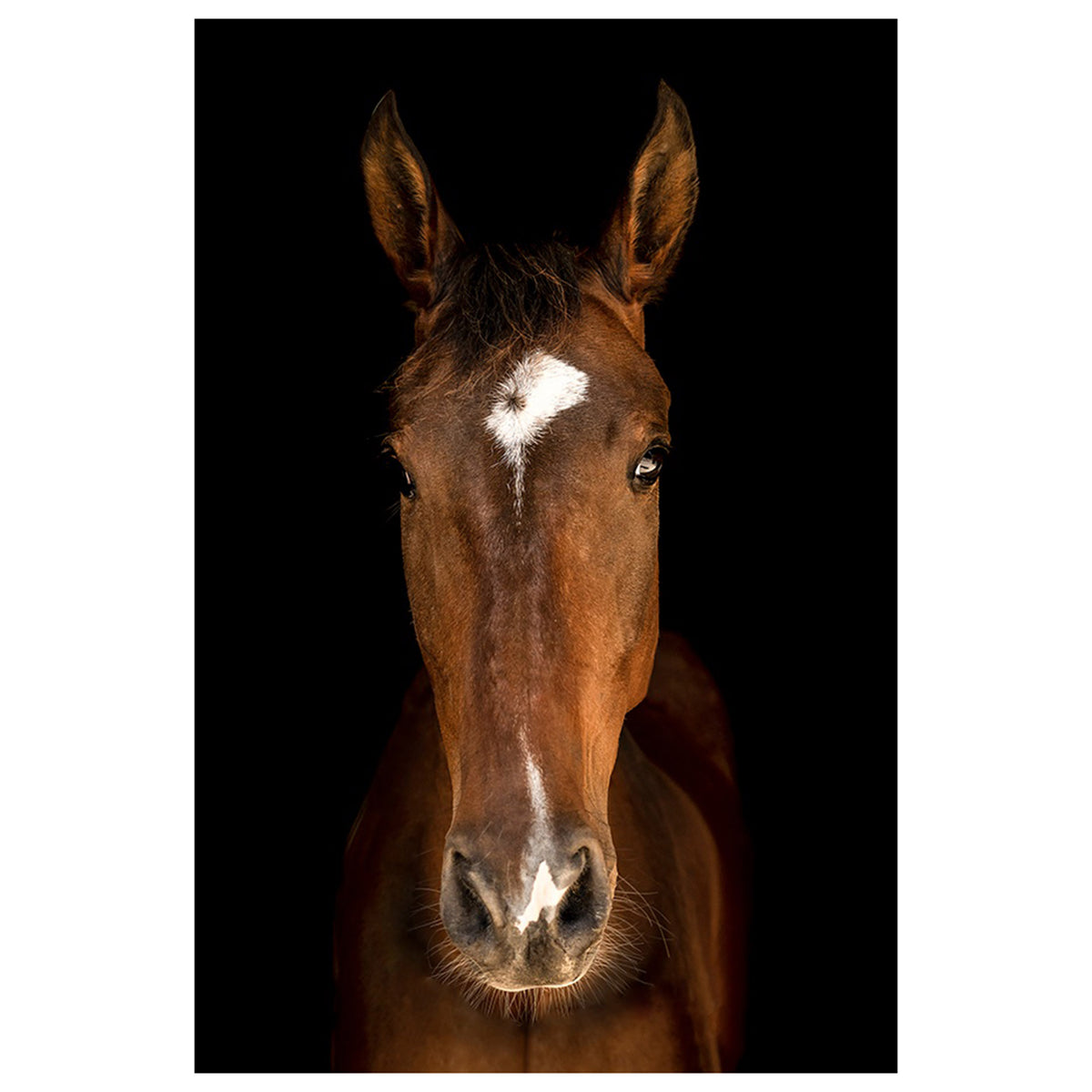 Horse in Town II
