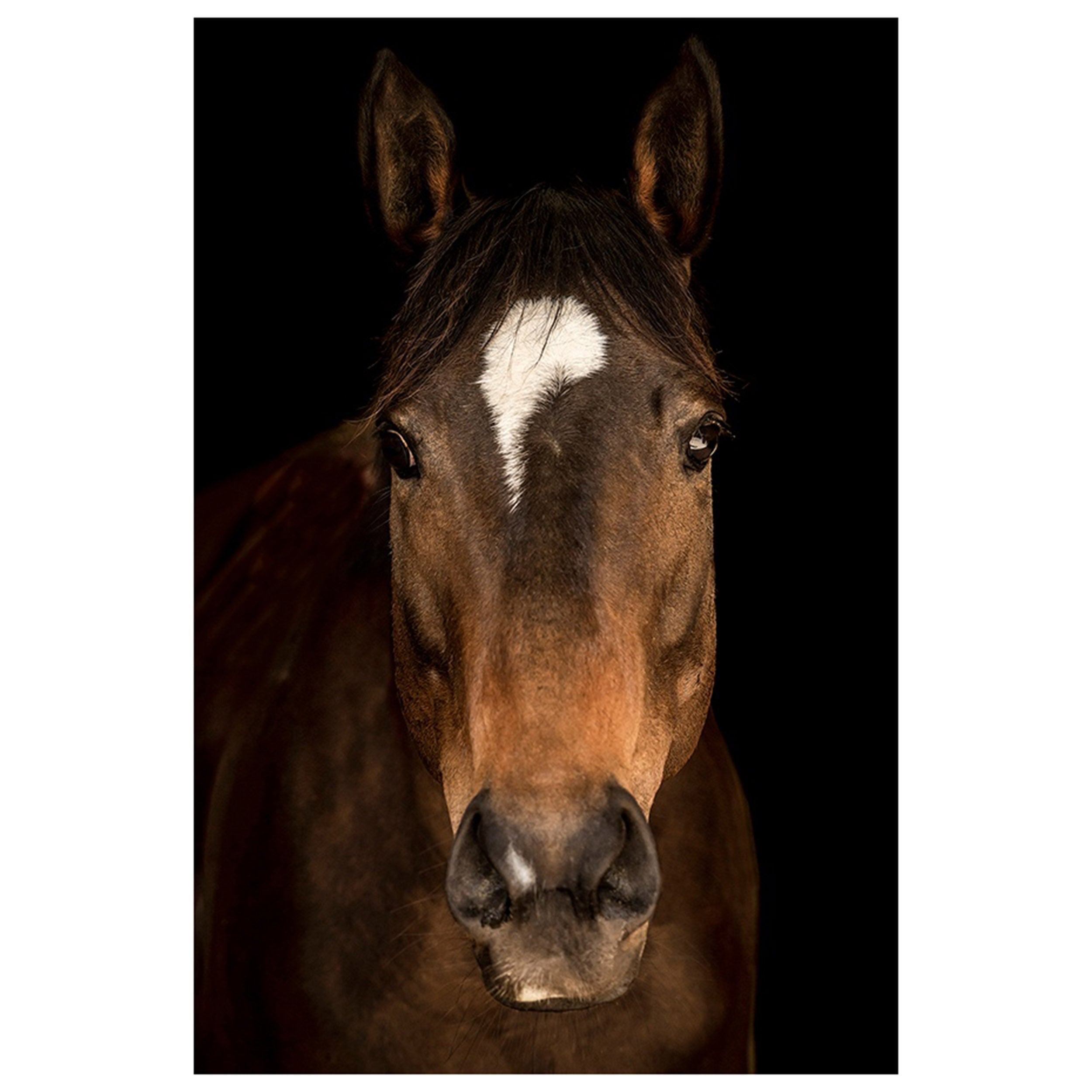 Horse in Town V