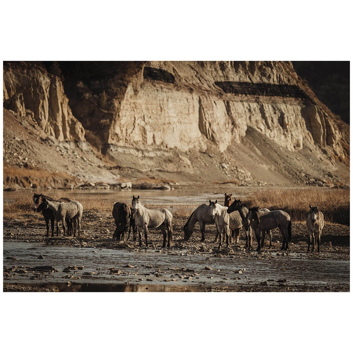 The Horses at IV