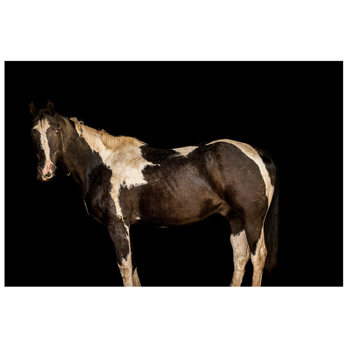 Horse in There I