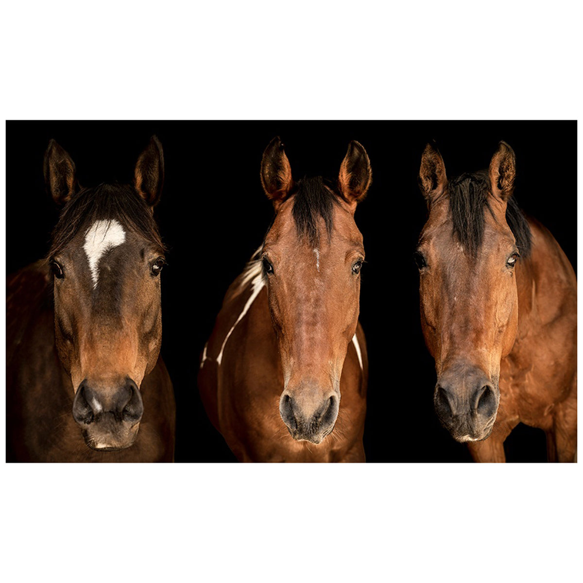 Horses in There