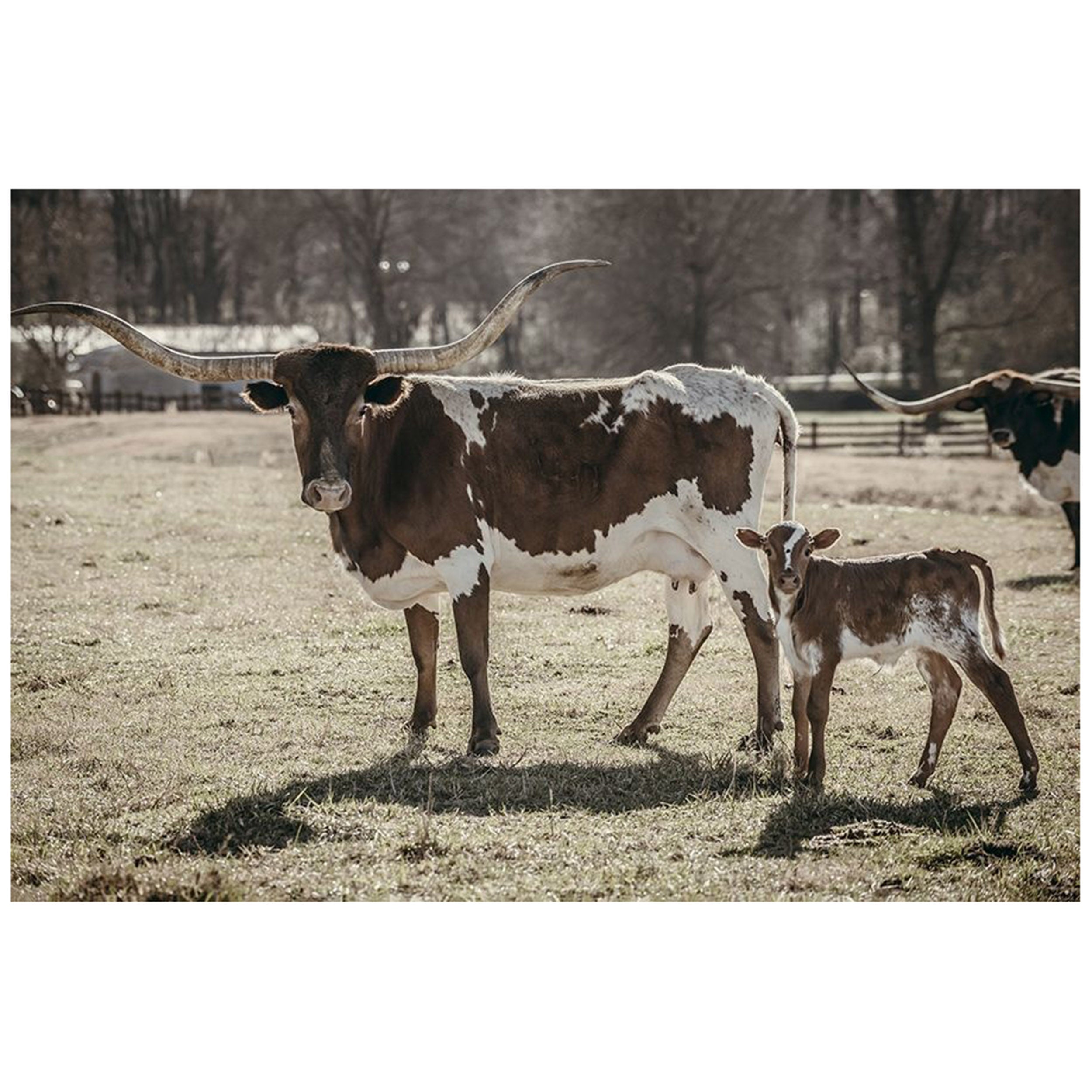 Cow Life