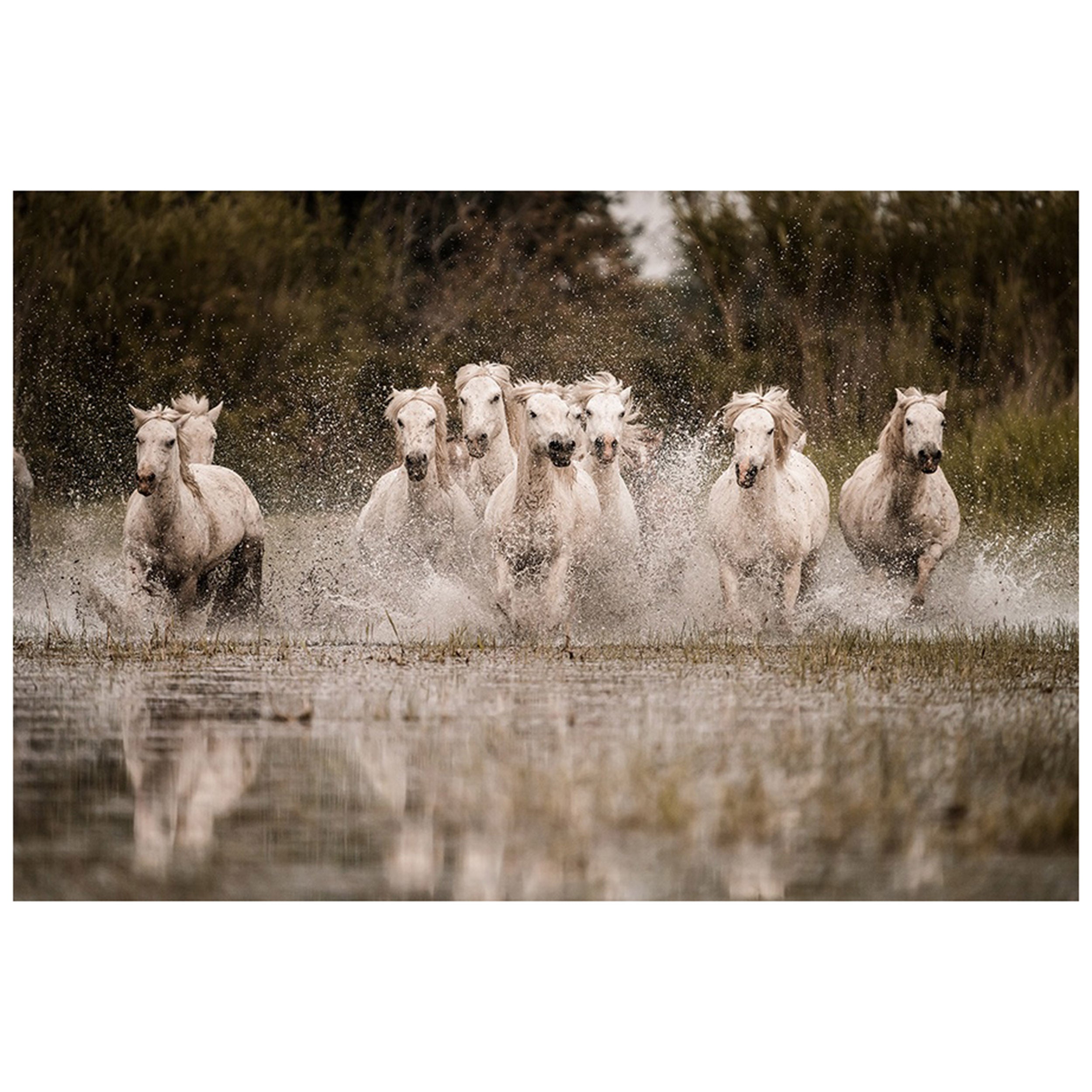 Running Stallions IV