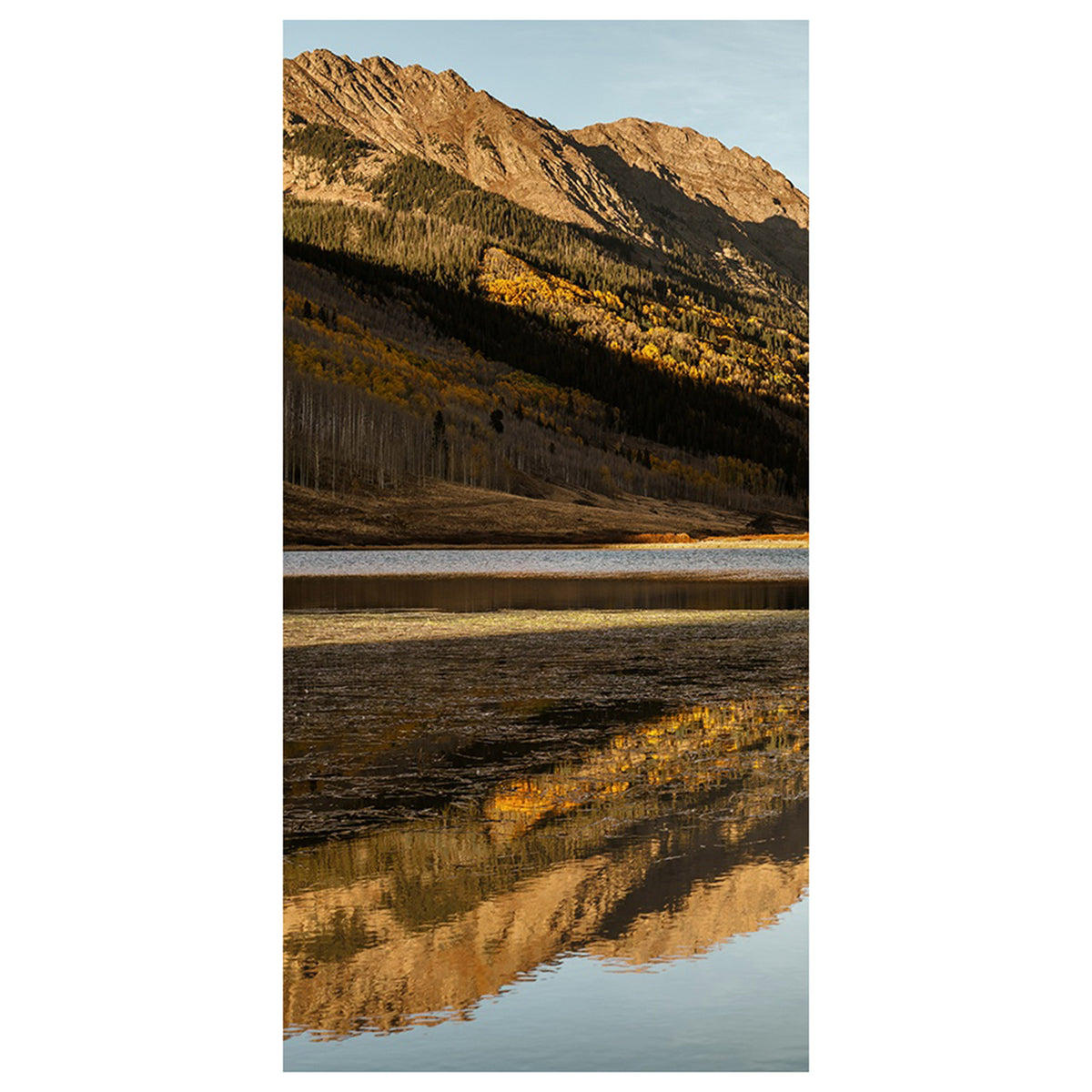 Golden Aspens in Autumn II