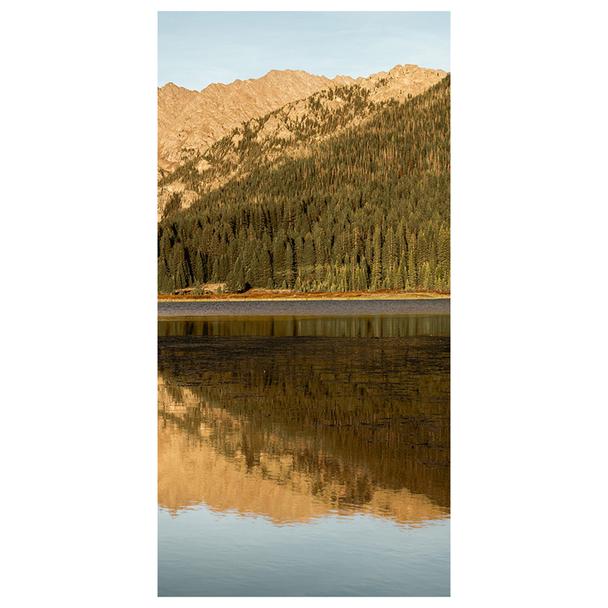 Golden Aspens in Autumn III