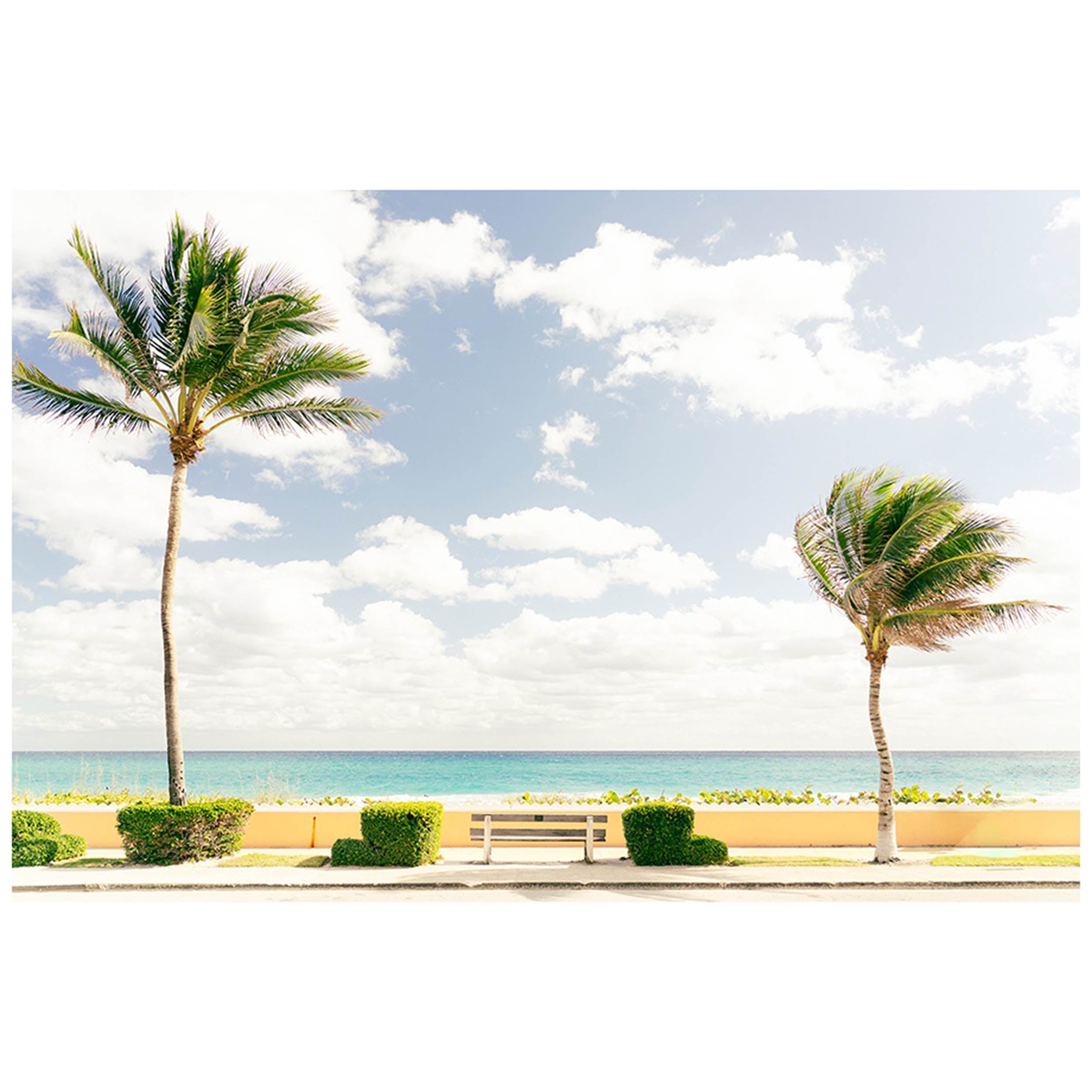 Palms