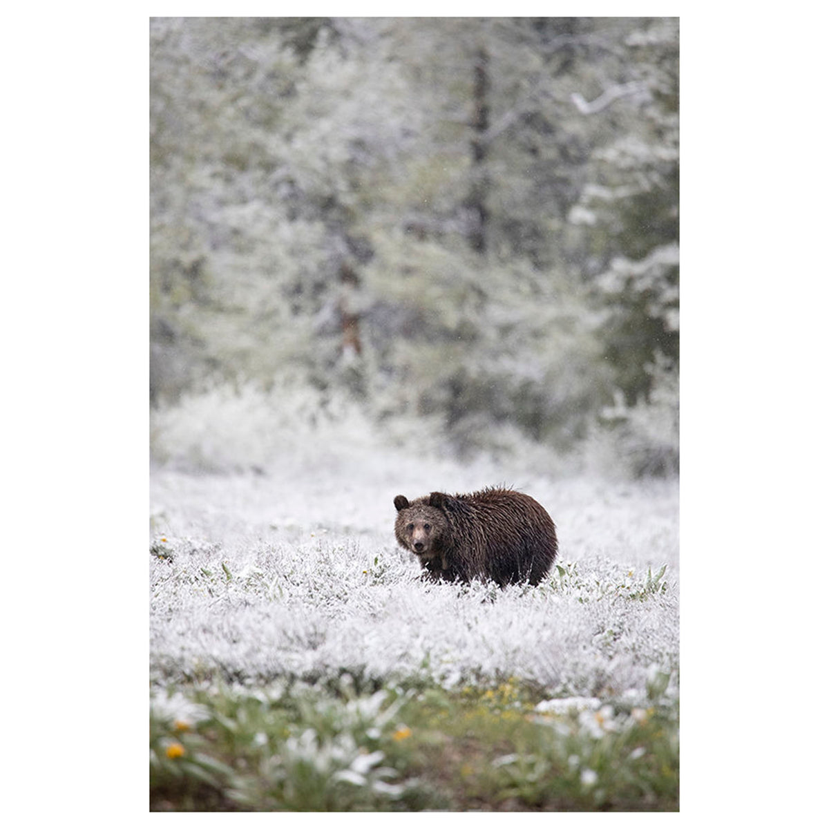 Grizzly in June