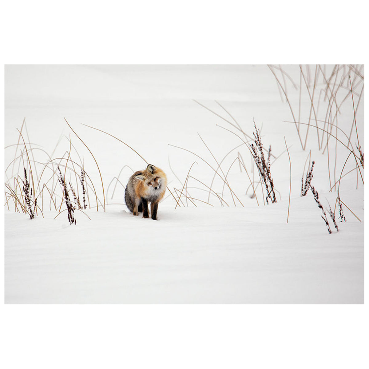 Listen to the Snow