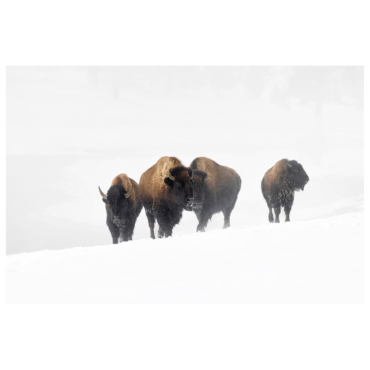 On the Firehole