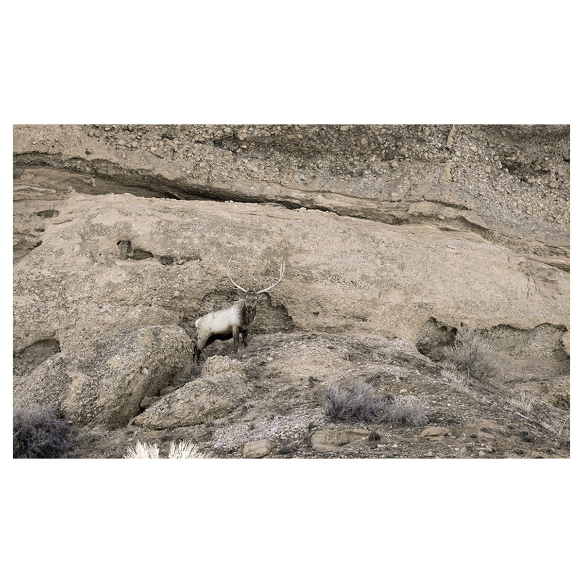 Canyon Dweller