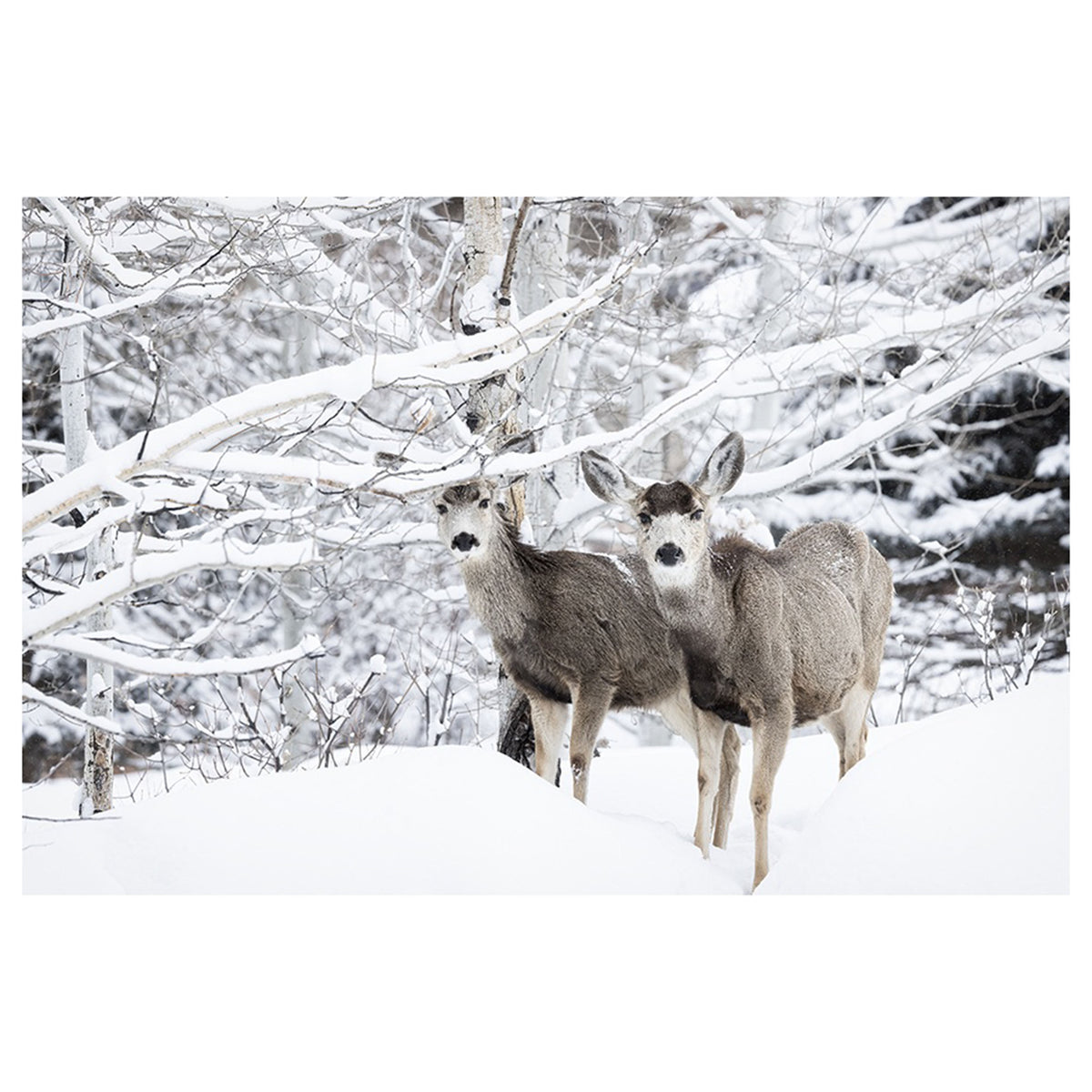Spring Deer