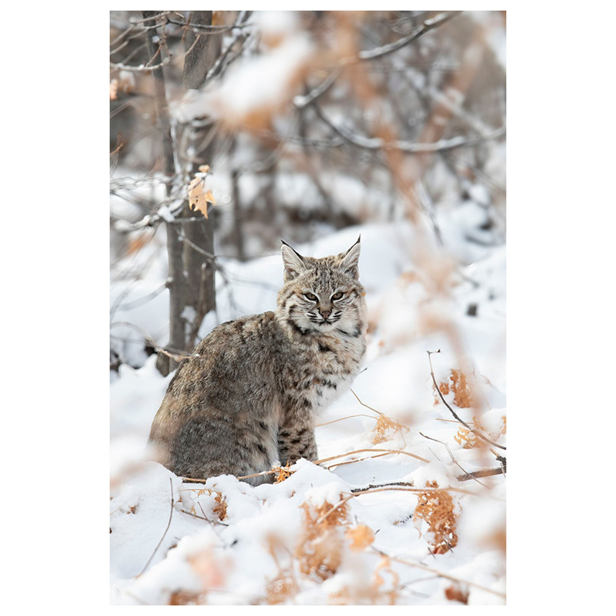 Winter Bobcat