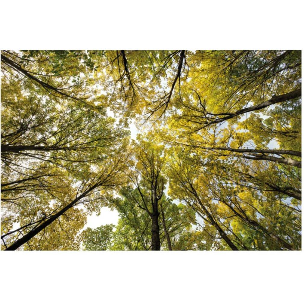 AUTUMN WOOD
