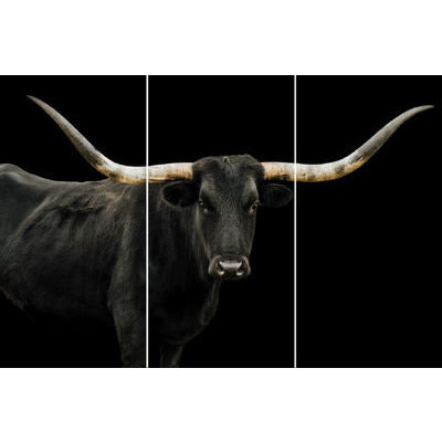 BLACK LONG HORN TRIPTYCH