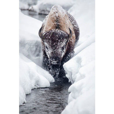 ICE BISON COMETH